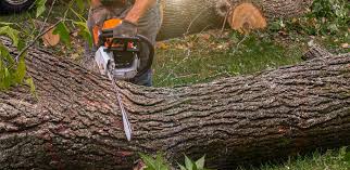 Laie, HI Tree Services Company