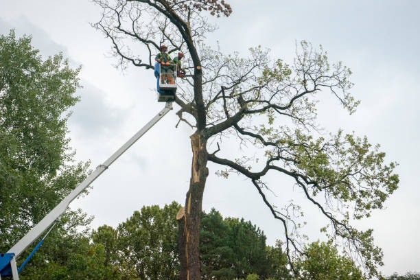 How Our Tree Care Process Works  in  Laie, HI