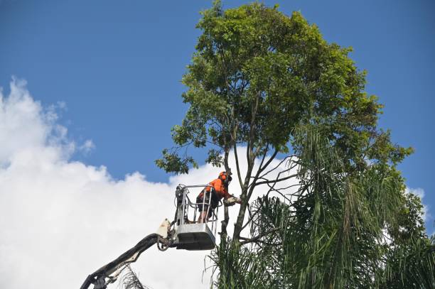 Best Lawn Grading and Leveling  in Laie, HI